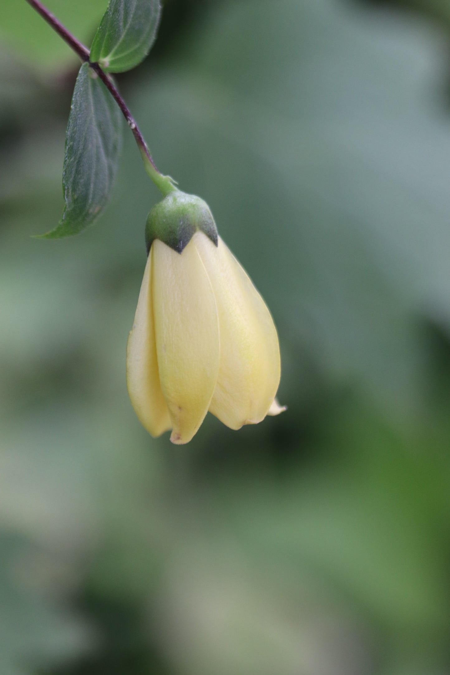 Kirengeshoma palmata