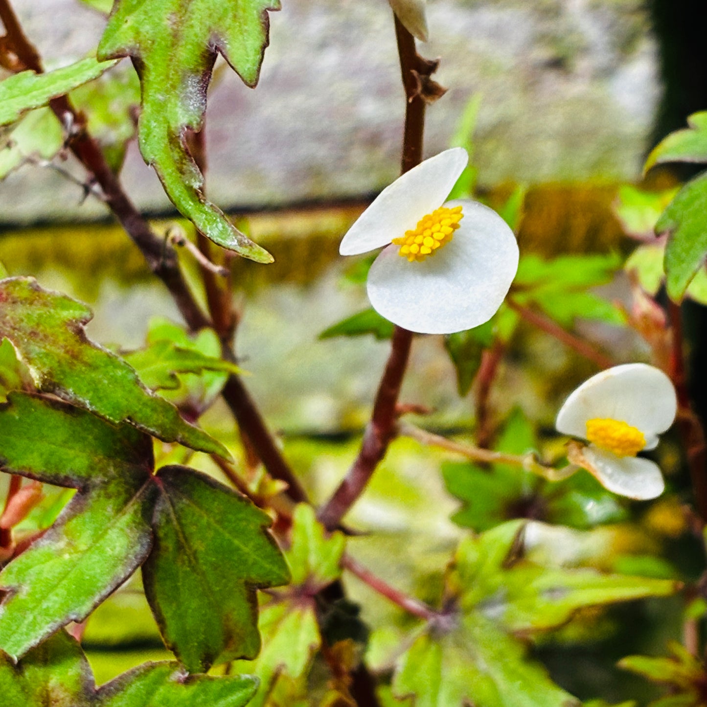 *RETAIL - Begonia dregei