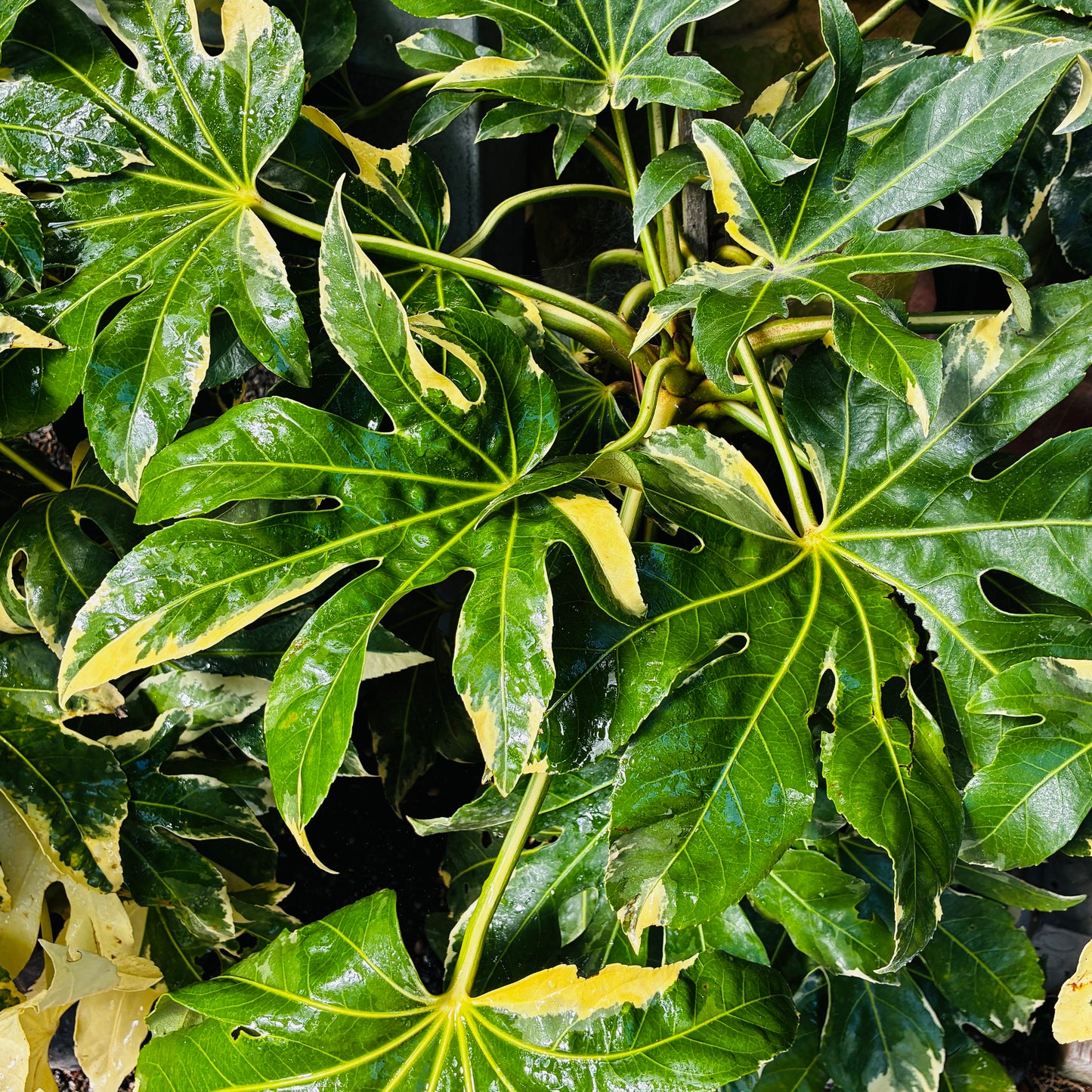 *RETAIL - Fatsia japonica ‘Variegata'