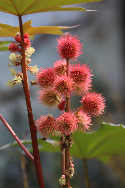 *RETAIL - Ricinus communis var. gibsonii