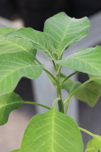 *RETAIL - Brugmansia versicolor