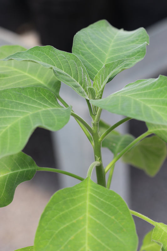 *RETAIL - Brugmansia versicolor