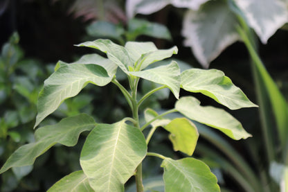 *RETAIL - Brugmansia versicolor