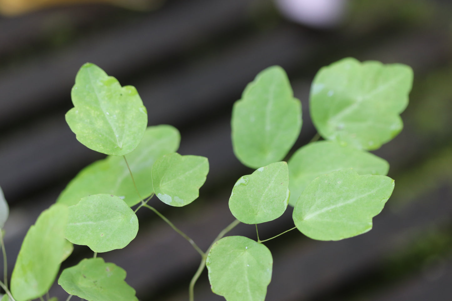 Thalictrum ichangense [seedlings]