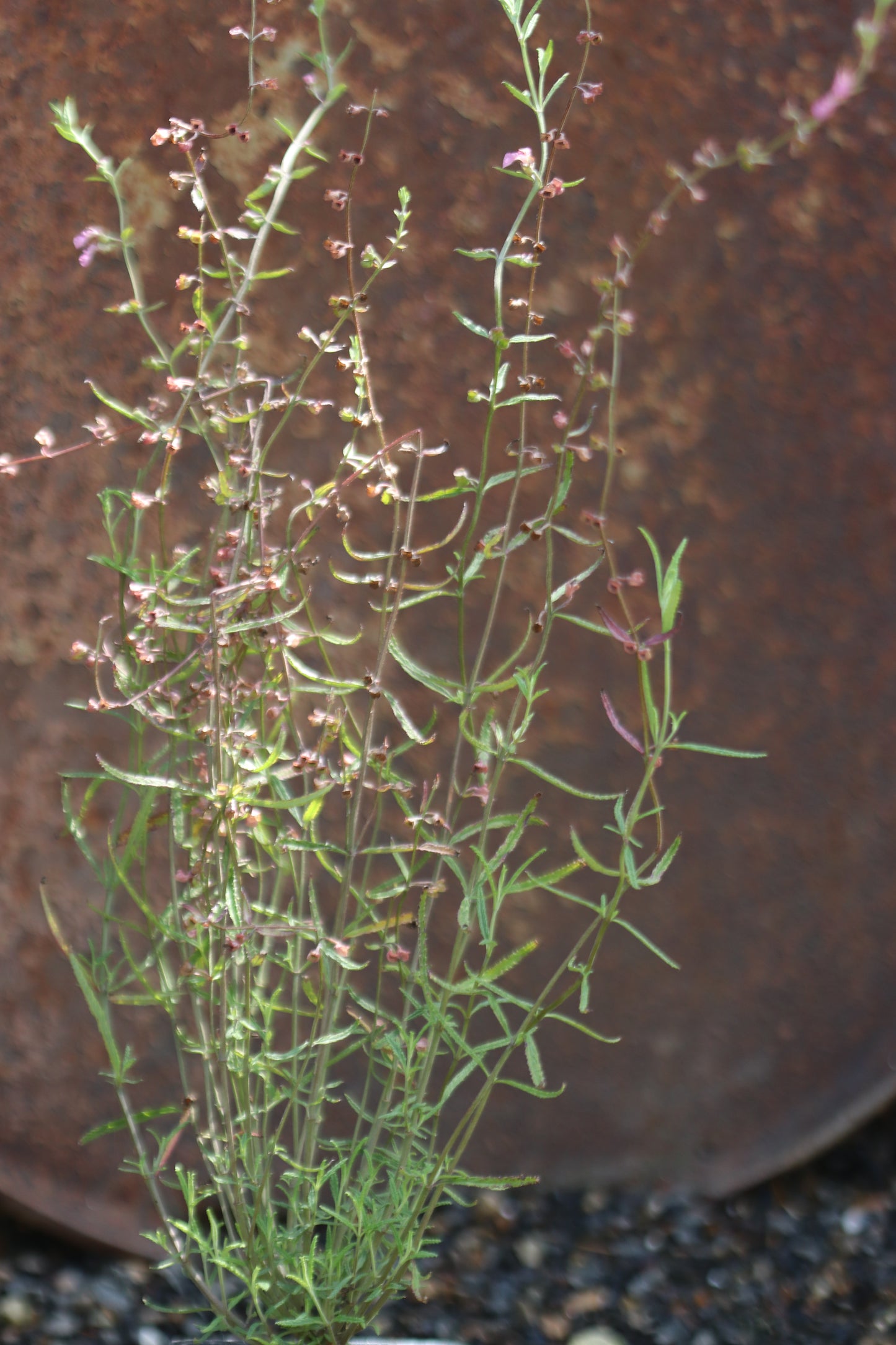 *RETAIL - Teucrium asiaticum