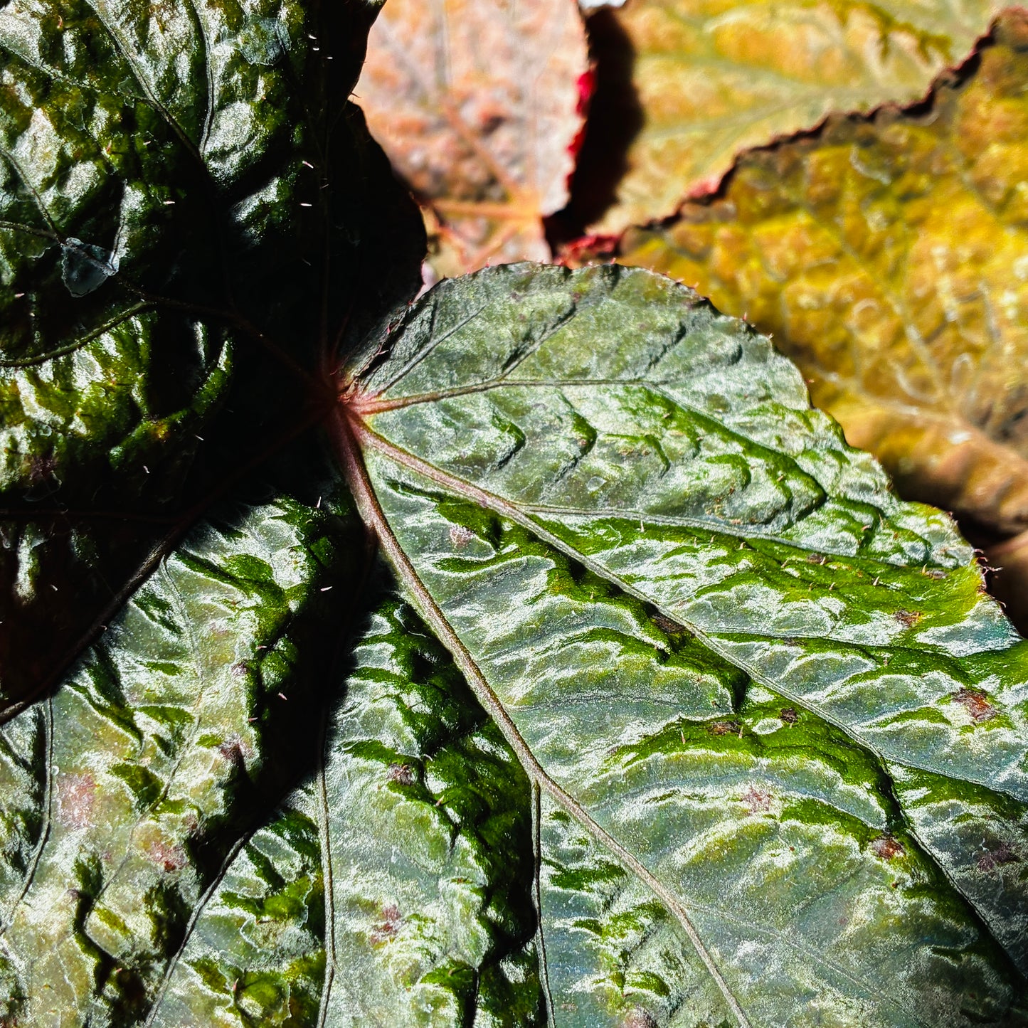 *RETAIL - Begonia 'Taconite'