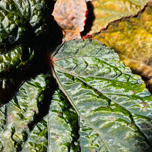*RETAIL - Begonia 'Taconite'