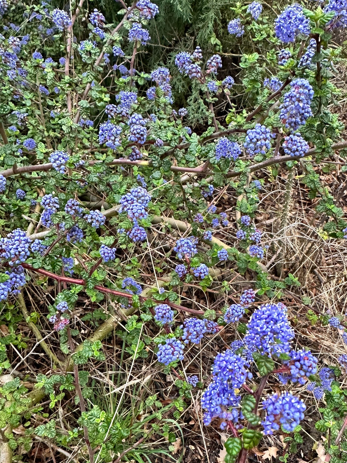 Ceanothus papillosus