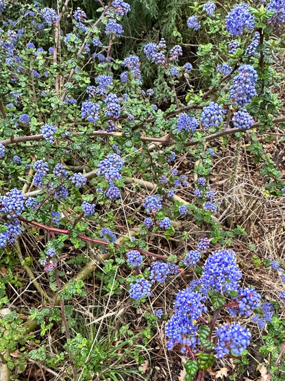 Ceanothus papillosus