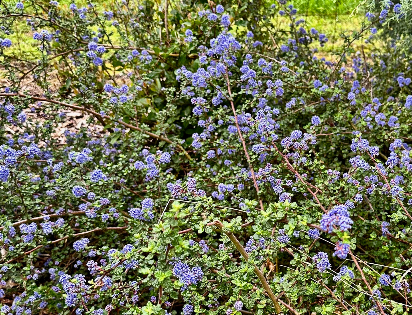 Ceanothus papillosus