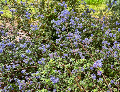 Ceanothus papillosus