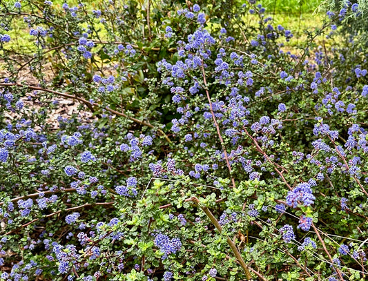 Ceanothus papillosus