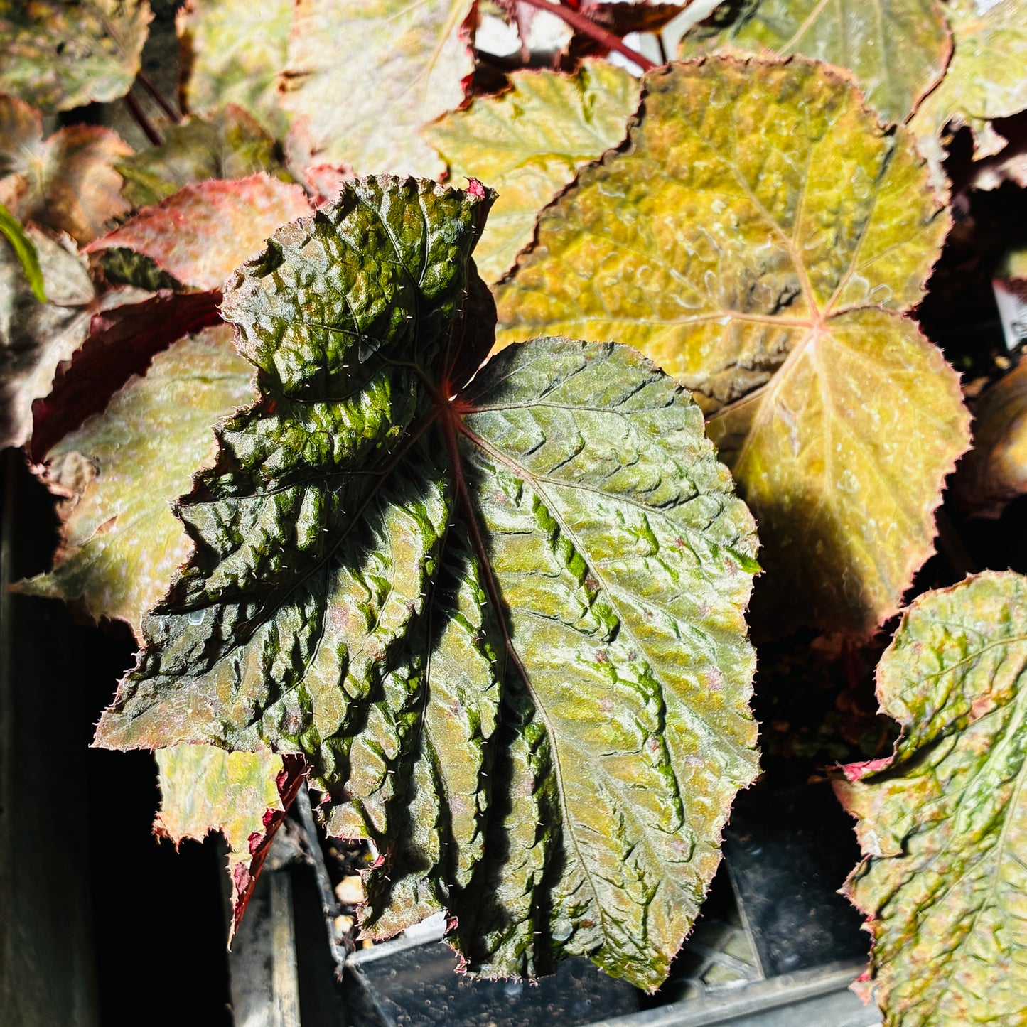 *RETAIL - Begonia 'Taconite'