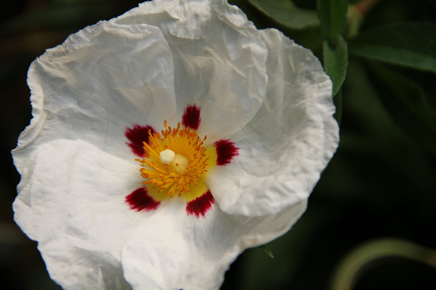 Cistus x purpureus 'Alan Fradd'