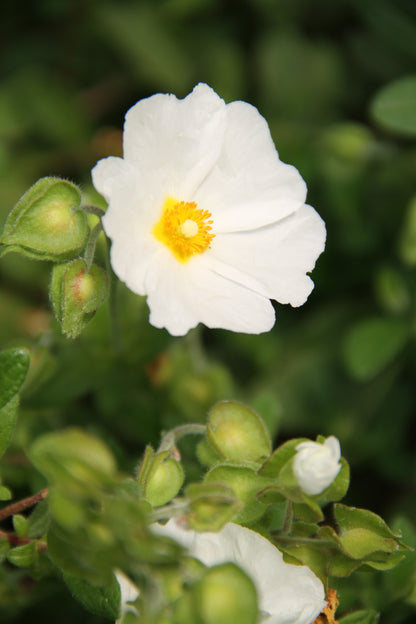 *RETAIL - Cistus x obtusifolius
