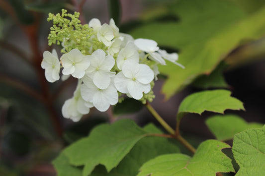 *RETAIL - Hydrangea quercifolia 'Ruby Slippers'