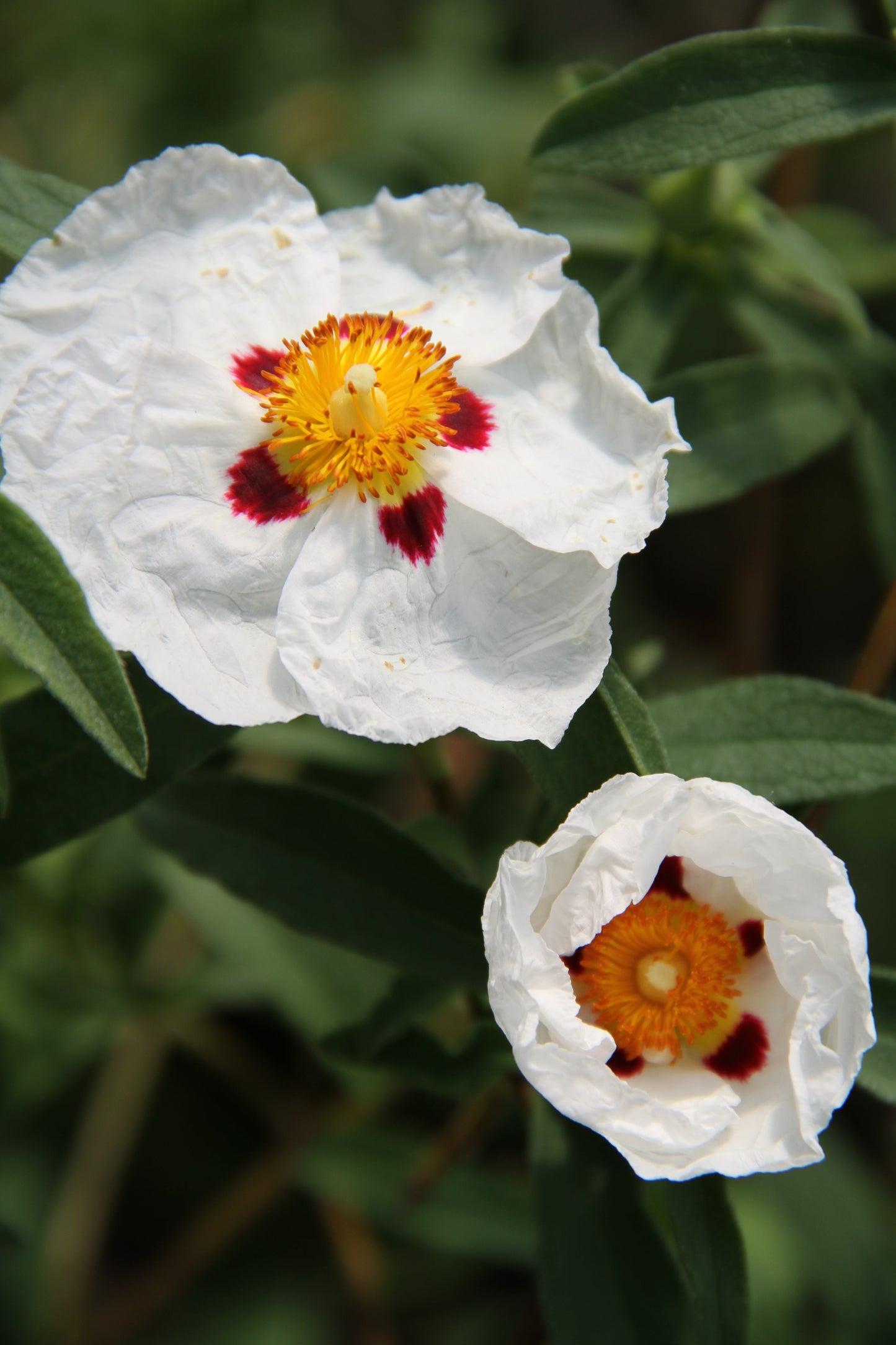 Cistus x purpureus 'Alan Fradd'