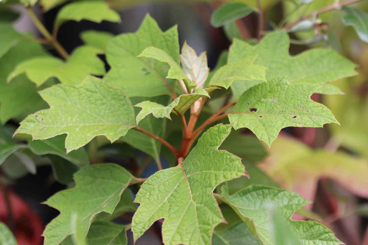 *RETAIL - Hydrangea quercifolia 'Ruby Slippers'