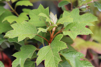 *RETAIL - Hydrangea quercifolia 'Ruby Slippers'