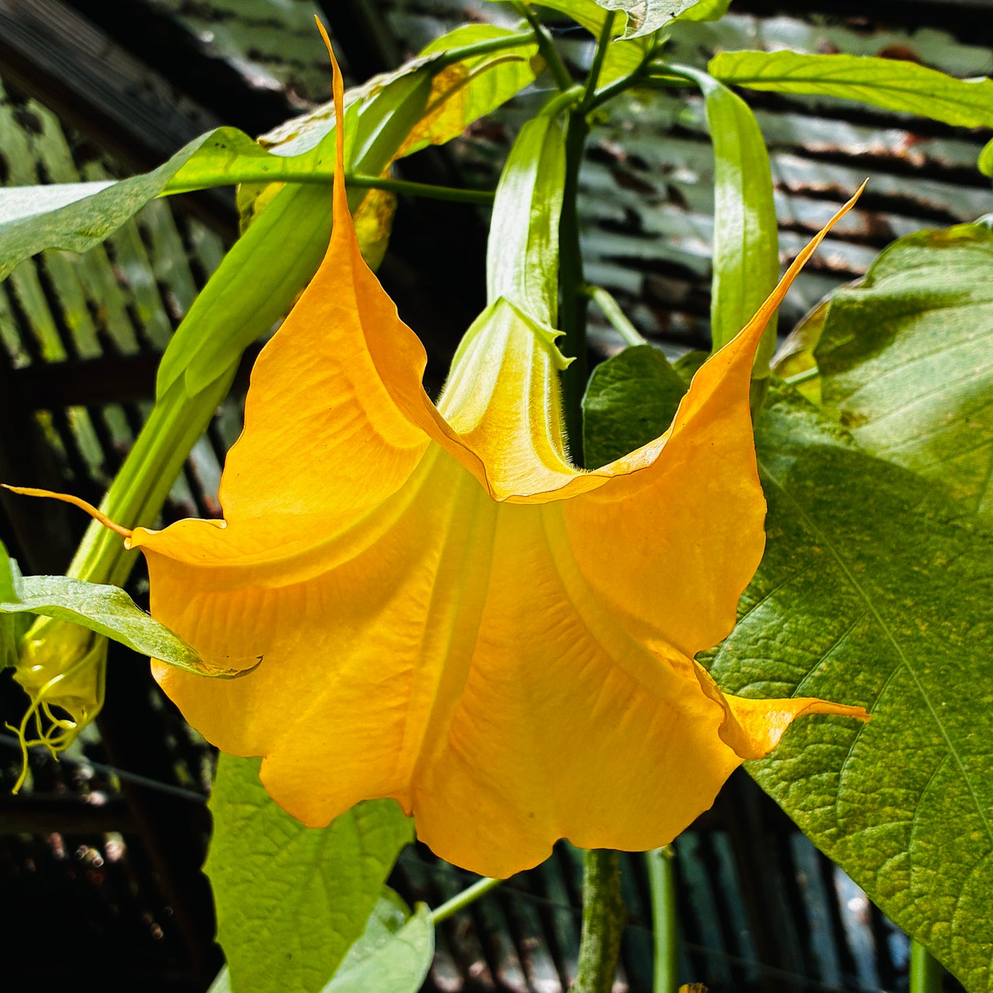 *RETAIL - Brugmansia 'Jamaican Yellow'