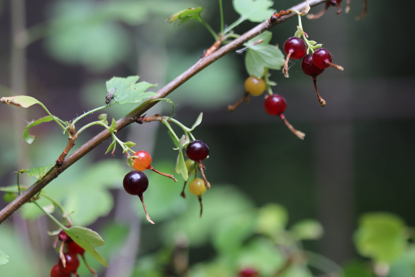 *RETAIL - Ribes aureum ssp. gracillimum