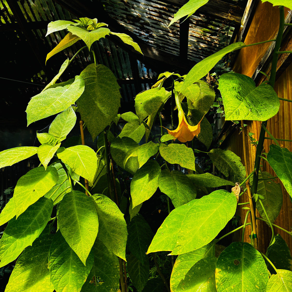 *RETAIL - Brugmansia 'Jamaican Yellow'