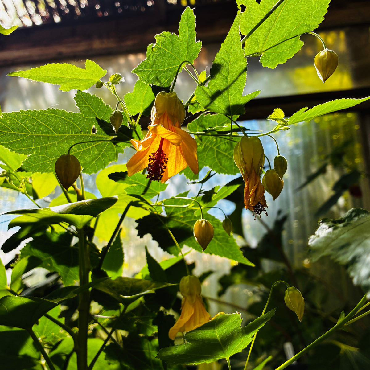 *RETAIL - Abutilon x 'Victory'