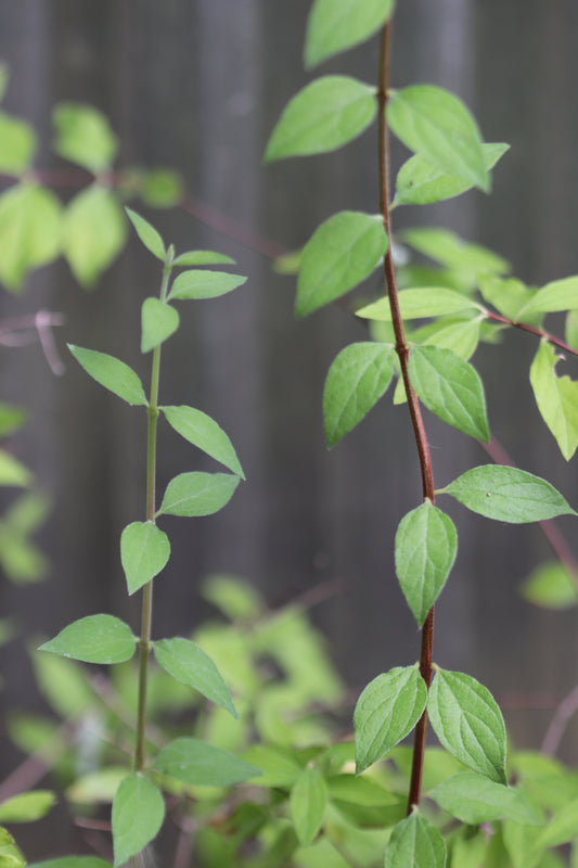 *RETAIL - Philadelphus microphyllus
