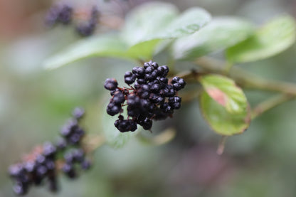 *RETAIL - Ceanothus 'Owlswood Blue'