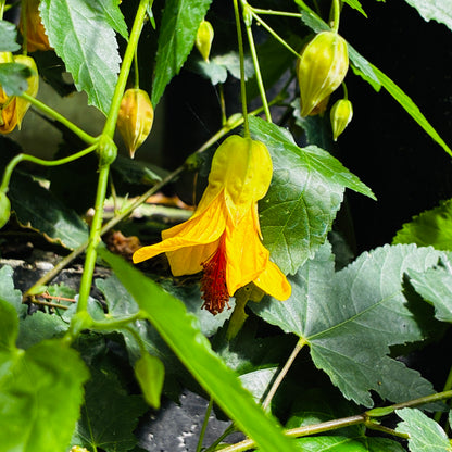 *RETAIL - Abutilon x 'Victory'