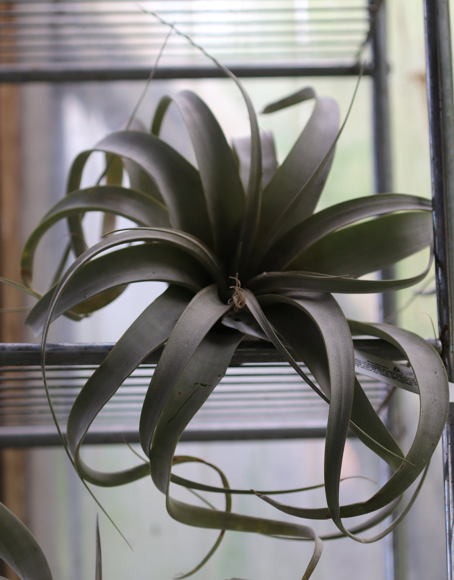 *RETAIL - Tillandsia sp.