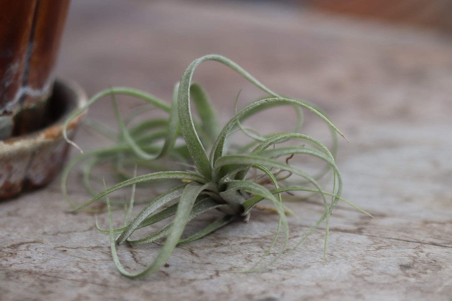 *RETAIL - Tillandsia sp.