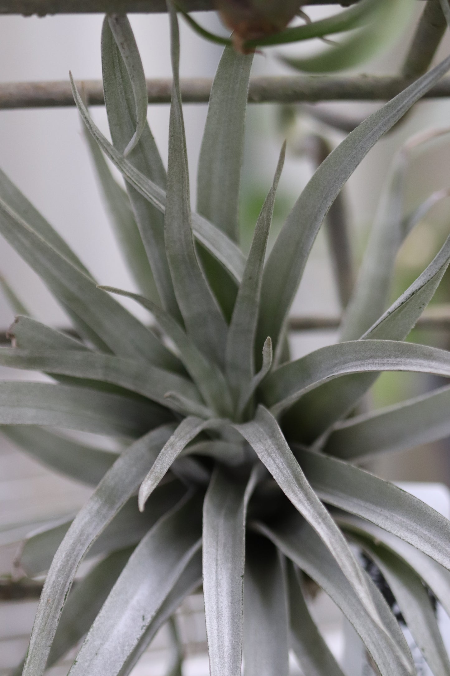 *RETAIL - Tillandsia sp.
