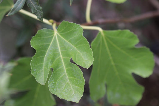 *RETAIL - Ficus carica 'Olympian'