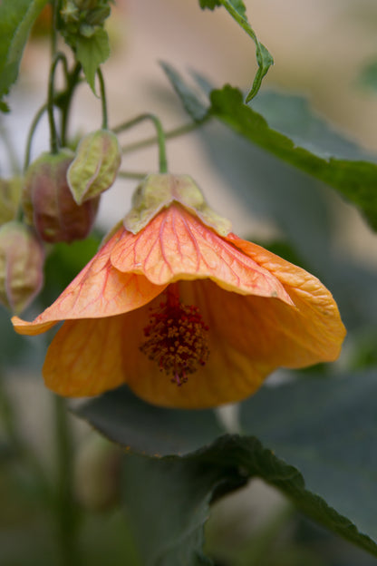 *RETAIL - Abutilon x 'Victor Reiter'