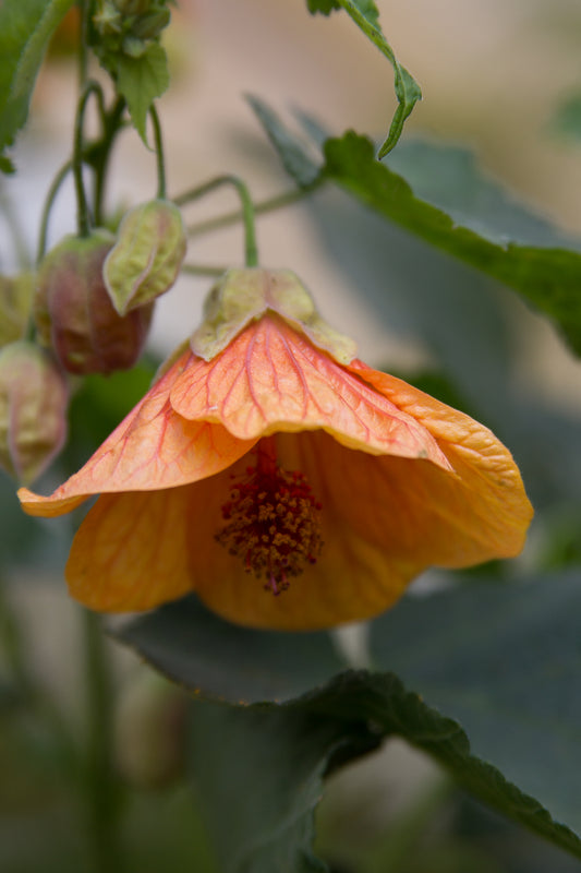 *RETAIL - Abutilon x 'Victor Reiter'