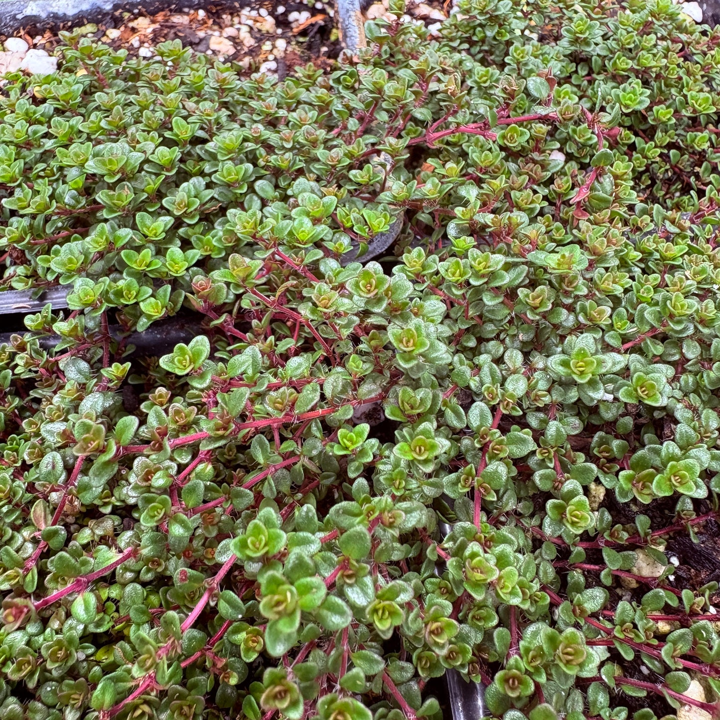 *RETAIL - Thymus sp. 'Caborn Wine and Roses'