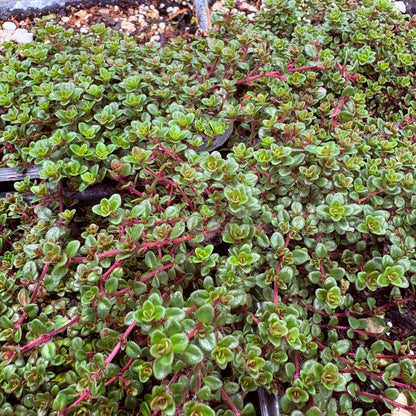*RETAIL - Thymus sp. 'Caborn Wine and Roses'