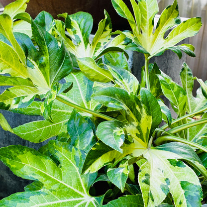 *RETAIL - Fatsia japonica ‘Murakumo Nishiki'