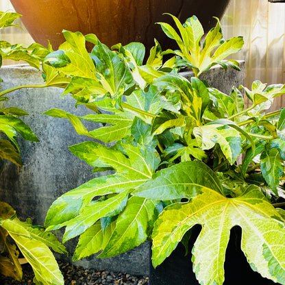 *RETAIL - Fatsia japonica ‘Murakumo Nishiki'
