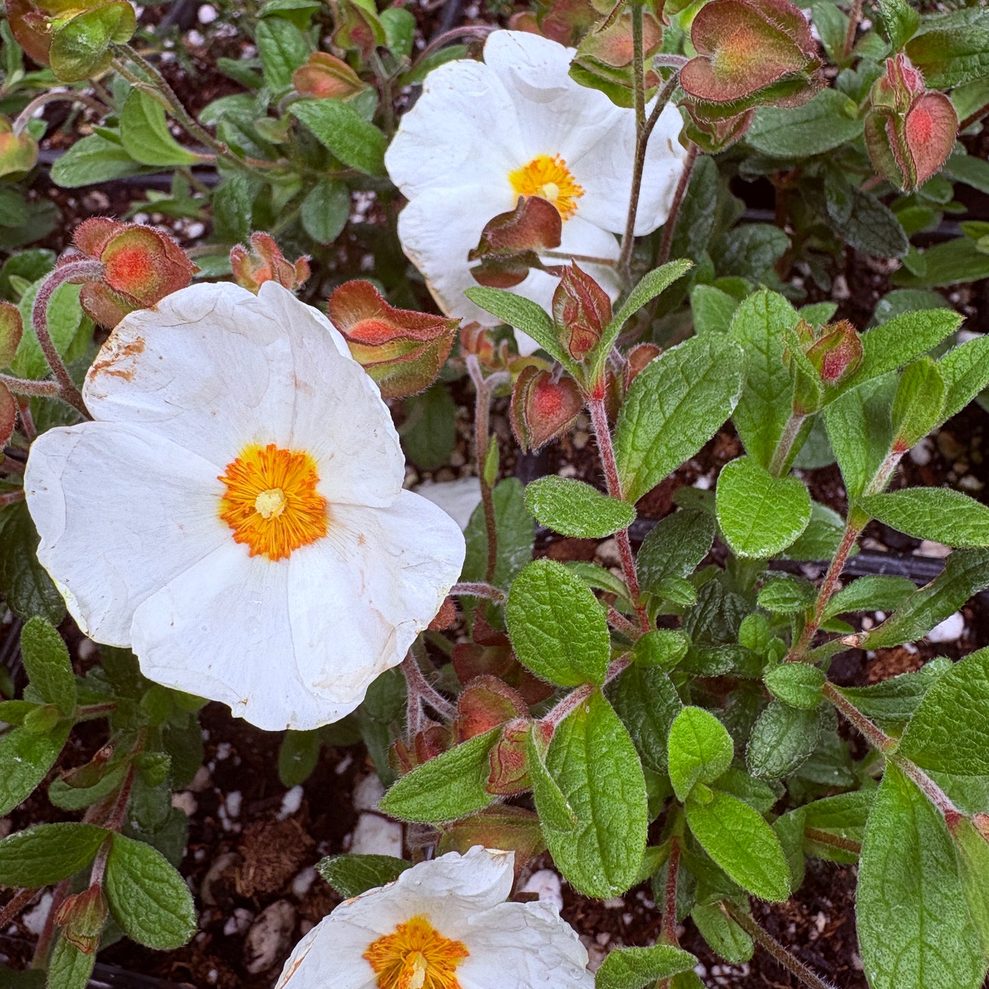 *RETAIL - Cistus x obtusifolius