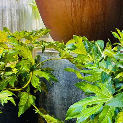 *RETAIL - Fatsia japonica ‘Murakumo Nishiki'