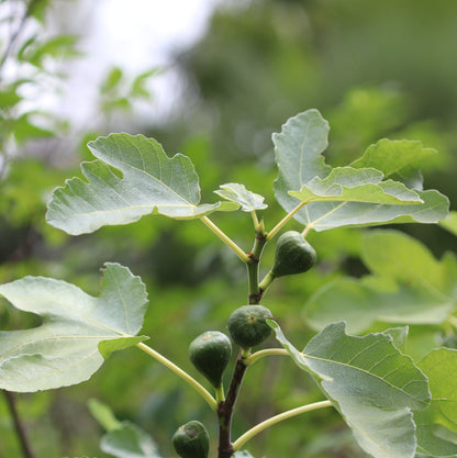 Ficus carica 'Chicago Hardy'