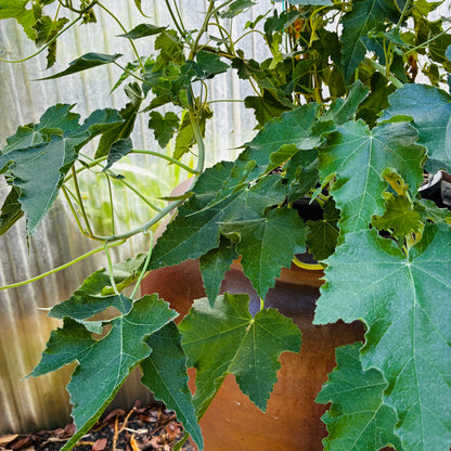 *RETAIL - Abutilon vitifolium