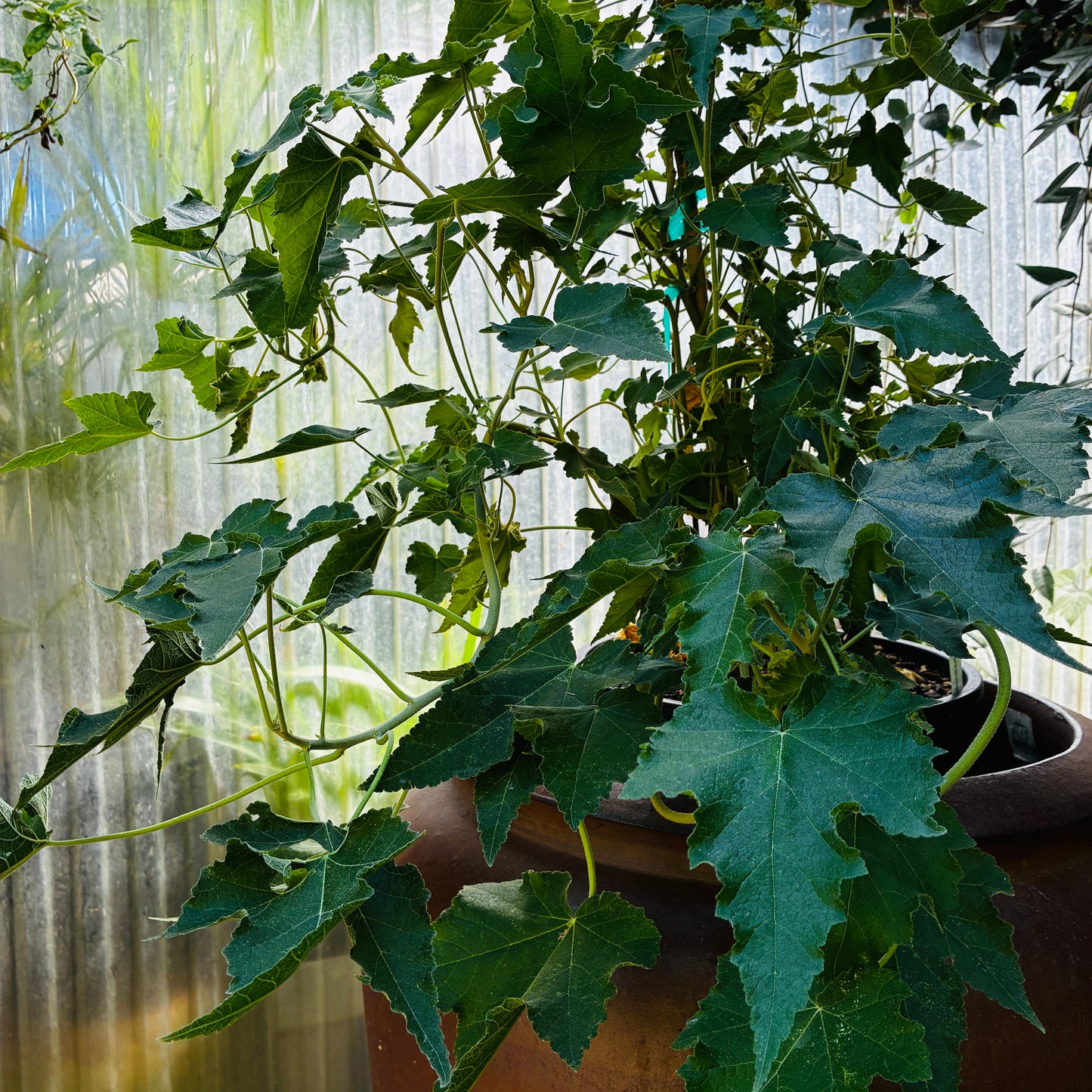 *RETAIL - Abutilon vitifolium