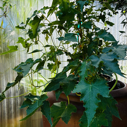 *RETAIL - Abutilon vitifolium