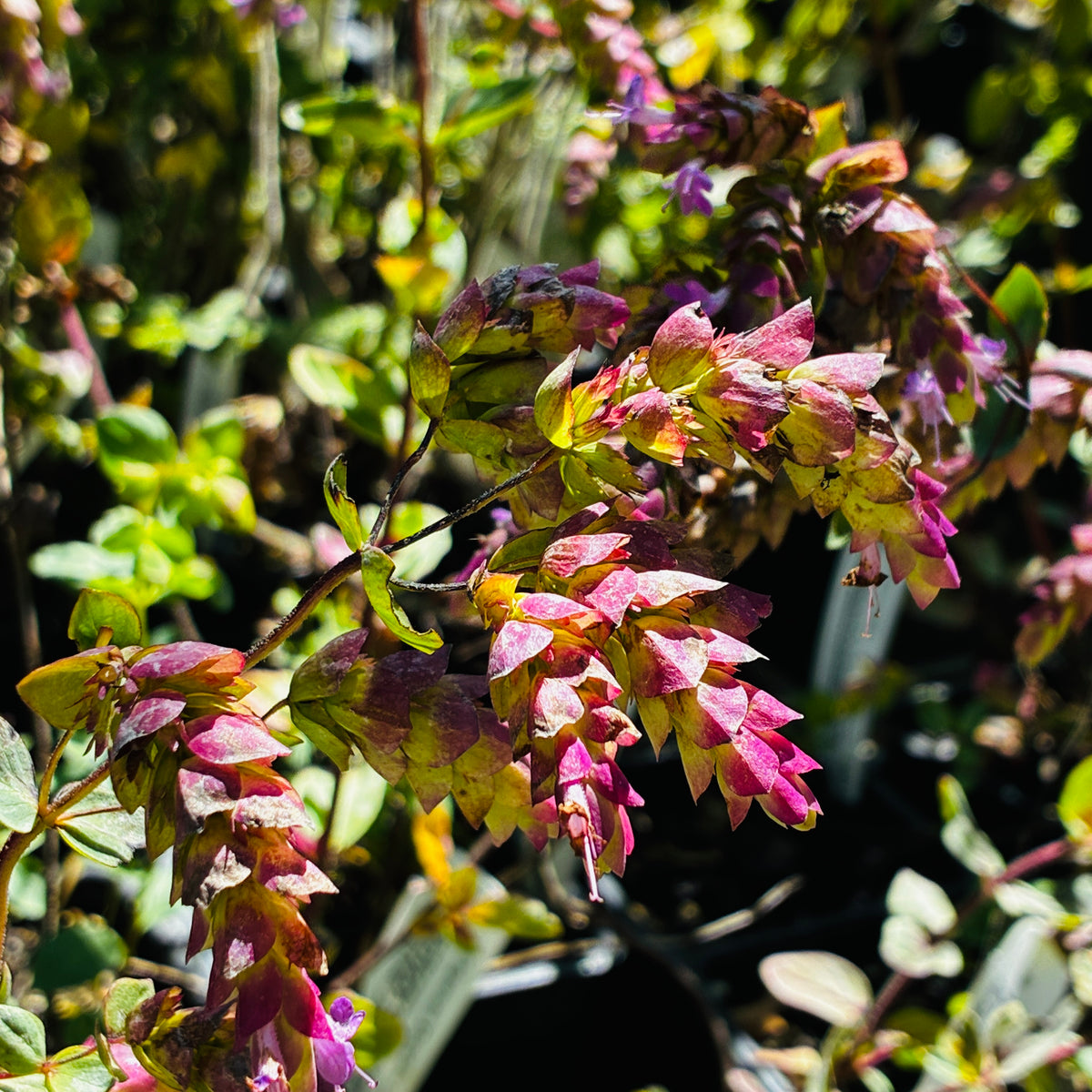 *RETAIL - Origanum 'Goodwin Creek'