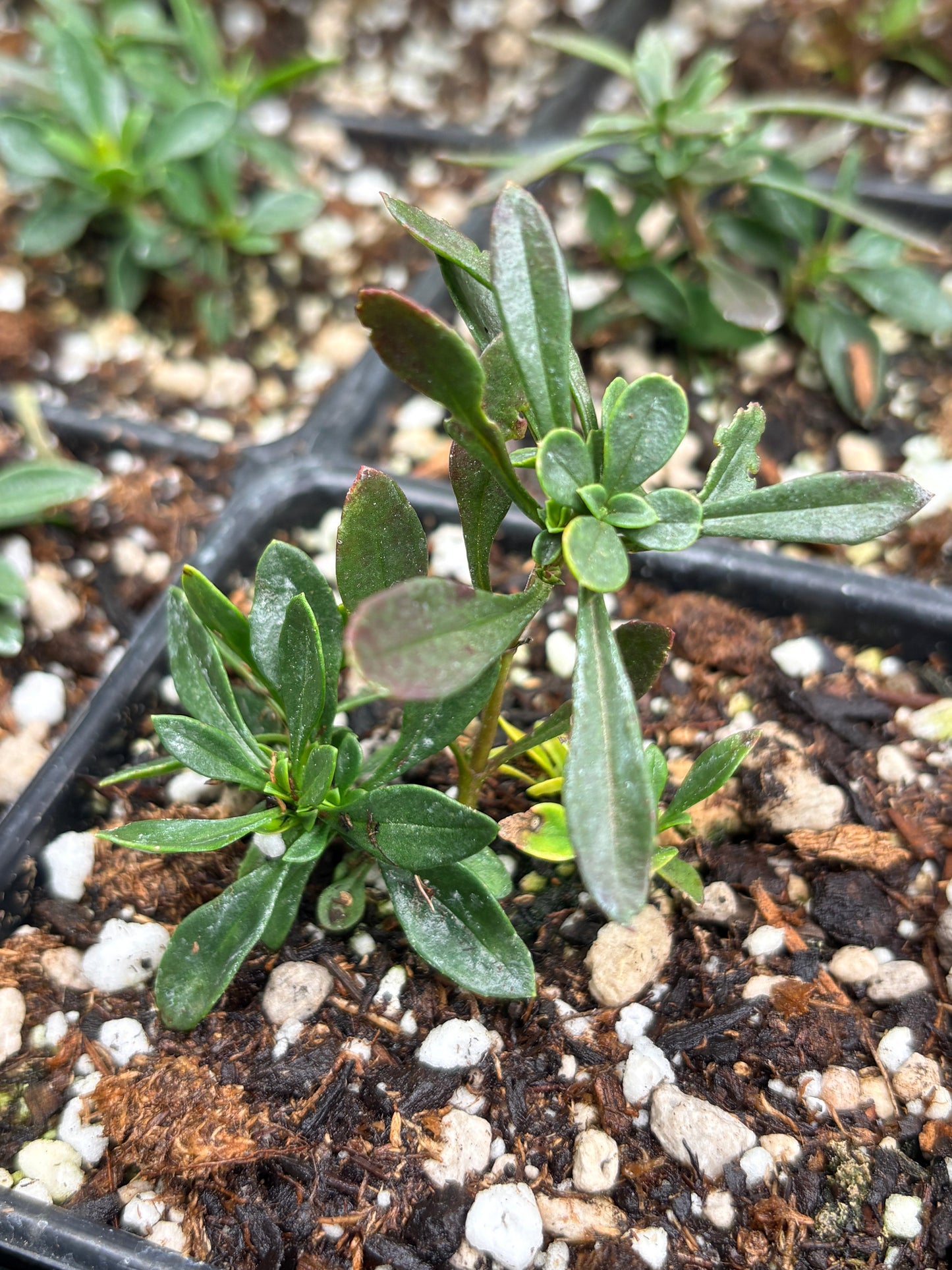 *RETAIL - Penstemon fruticosus