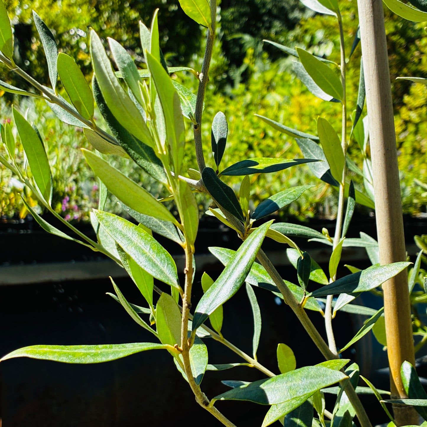 *RETAIL - Olea europaea 'Cayon'