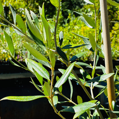 *RETAIL - Olea europaea 'Cayon'